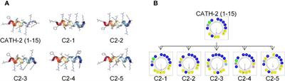 CATH-2-derived antimicrobial peptide inhibits multidrug-resistant Escherichia coli infection in chickens